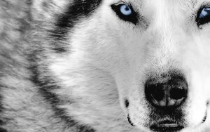 Wolves