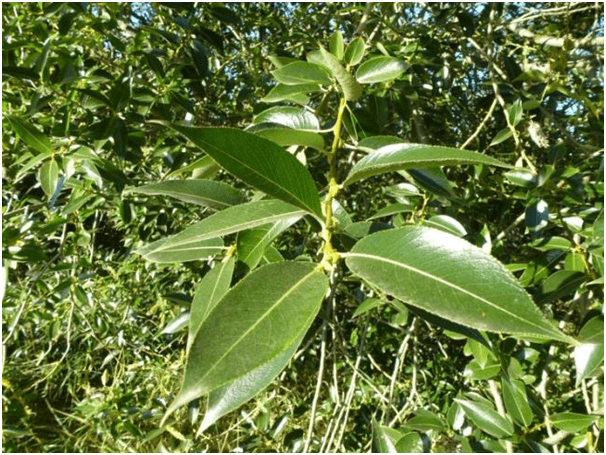 Laurel leaves