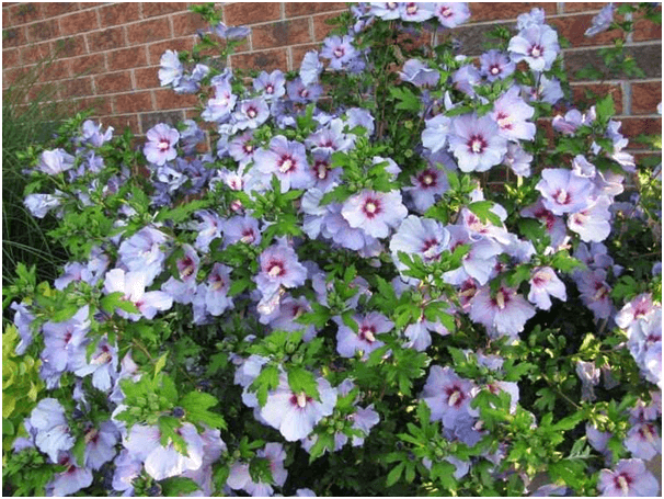 Rose of Sharon