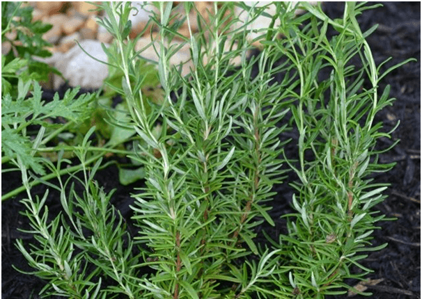 Rosemary leaves