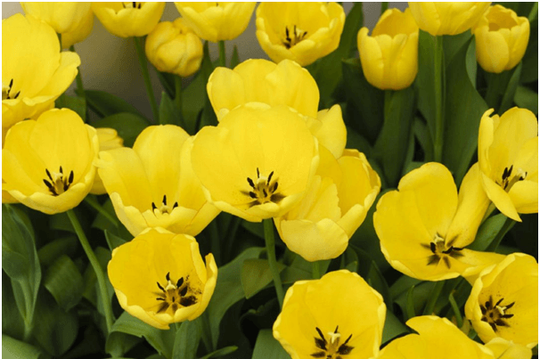 Tulips