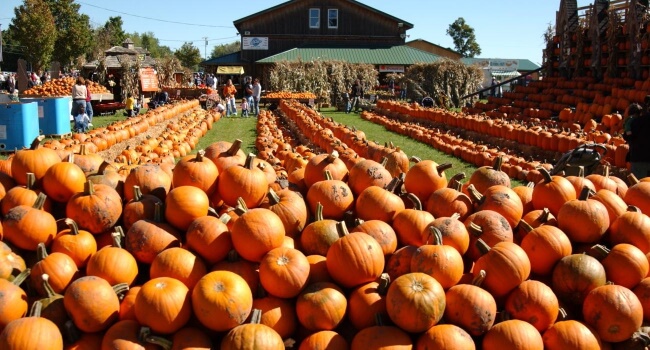 Top 5 Pumpkin Festivals of Canada