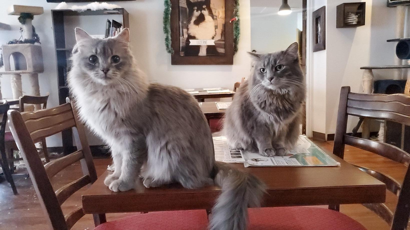 Cat Cafe